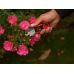 Tool for trimming flowers with rose thorn removal function | 13 cm (YT-87850)
