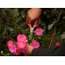 Stainless Steel Garden Shears | 215 mm (YT-87861)
